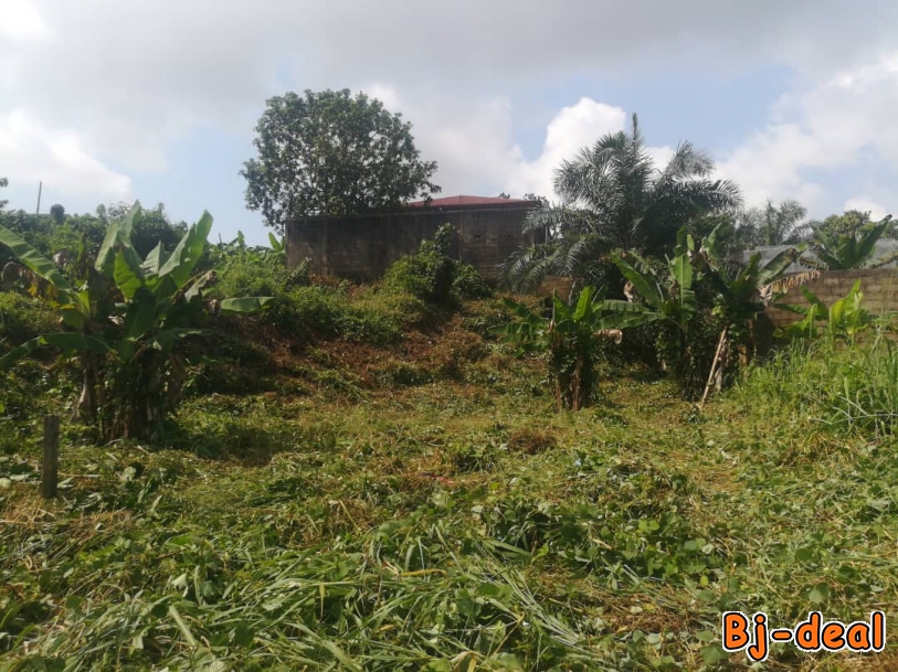 Image principale de Terrain titré à vendre Nyalla-Kambo Douala