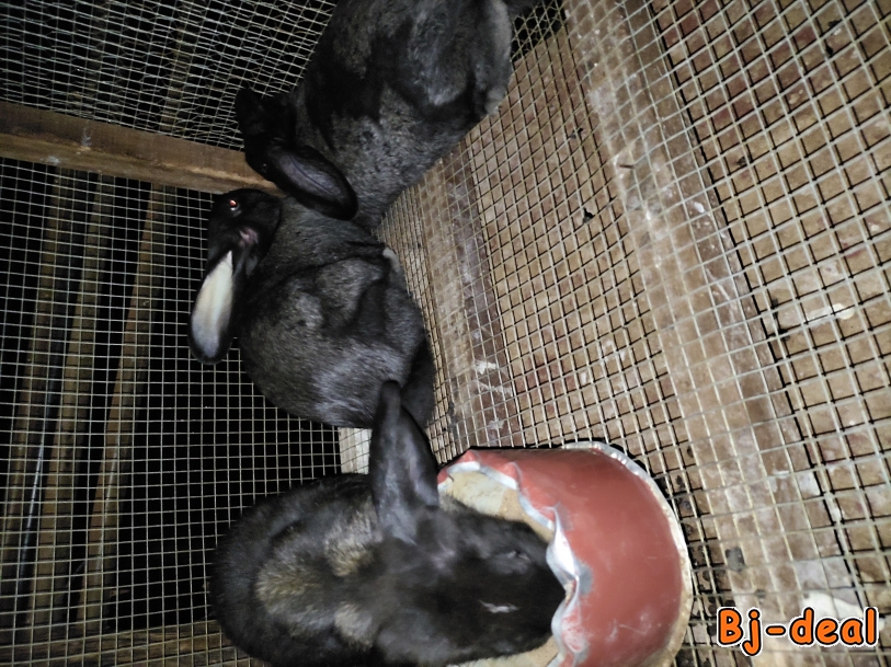 Image principale de Lapin  en vente