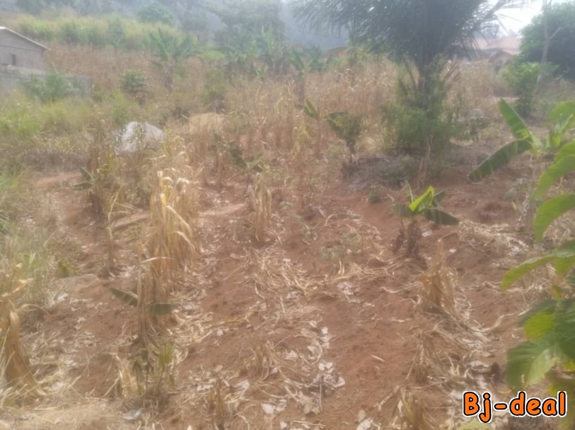 Image principale de Terrain titré à Nkolbisson