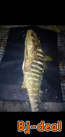 Image principale de TAPIS DE BRAISE