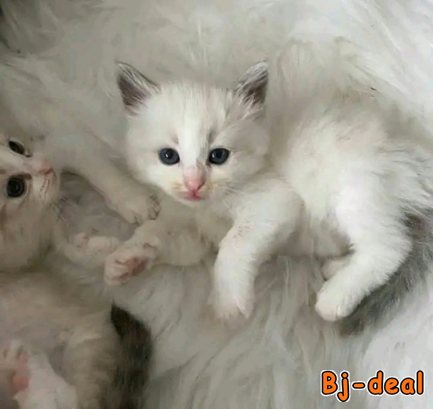 Main image of Rencontre avec des femmes matures