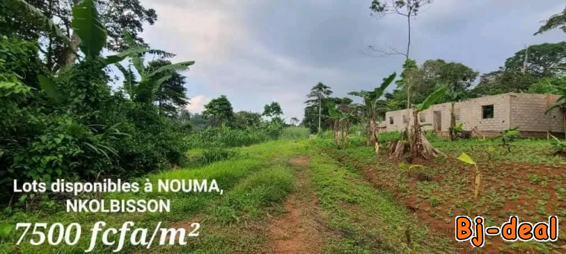 Image principale de Vaste terrain titré a Nkolbisson