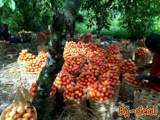 Image principale de Vente et livraison des vivres frais