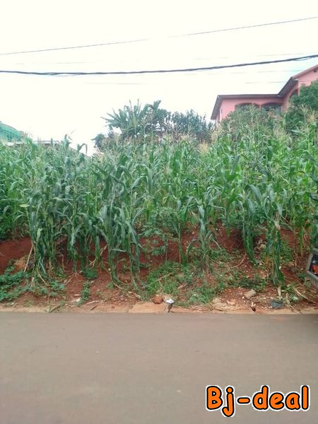 Image principale de Terrain titré  à vendre à Bastos aux environs