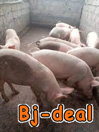 Image principale de vente des porcs et porcelets