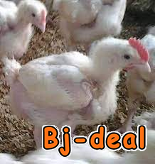 Image principale de vente des poussins de 21 jours