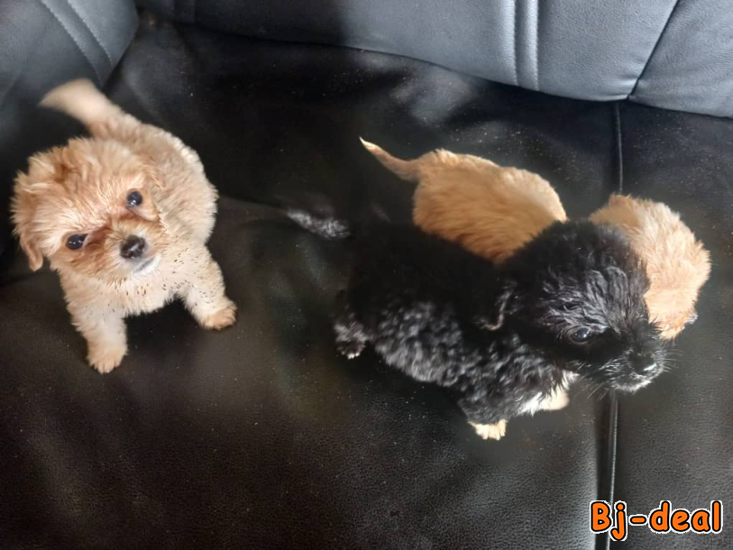 Main image of Caniches griffons à vendre