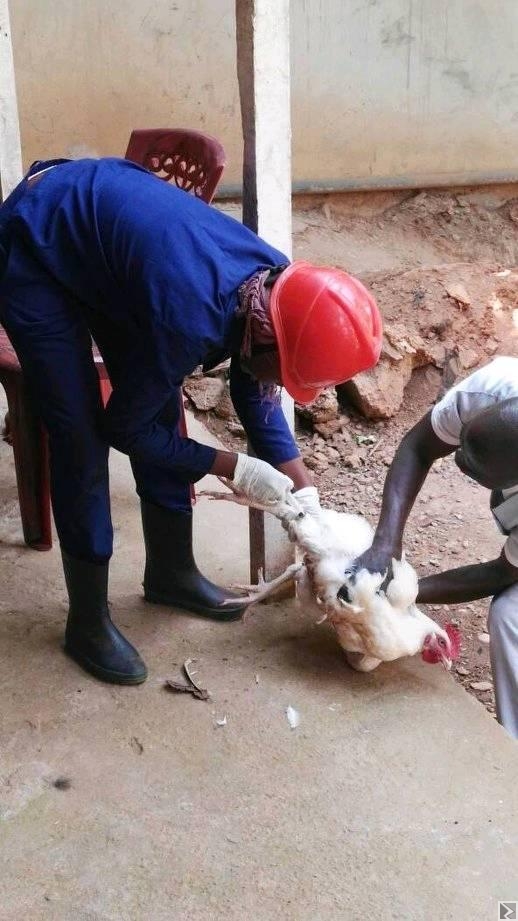 Image principale de service veterinaire