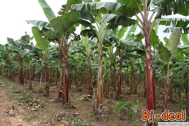 Main image of Ventes prestations agricoles