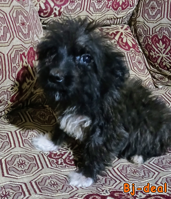 Main image of Vente de caniches griffons