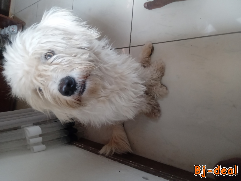 Main image of Chien bichon maltais pour saillie