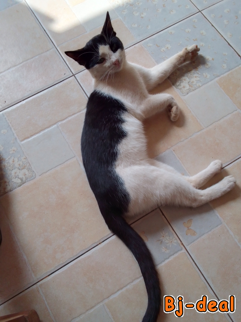 Main image of Urgence vétérinaire Yaoundé