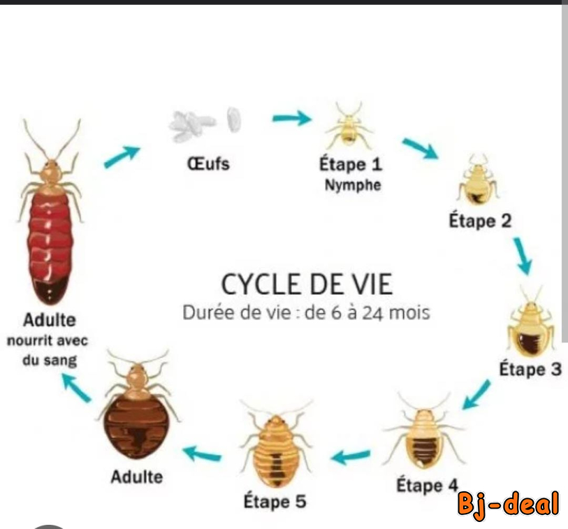 Image principale de Anti-punaise de lit