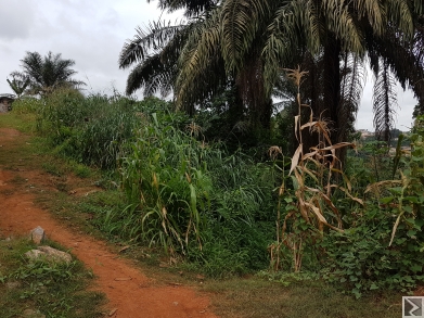 Main image of Terrain à  vendre 2000m2 après monti sur la route mfou