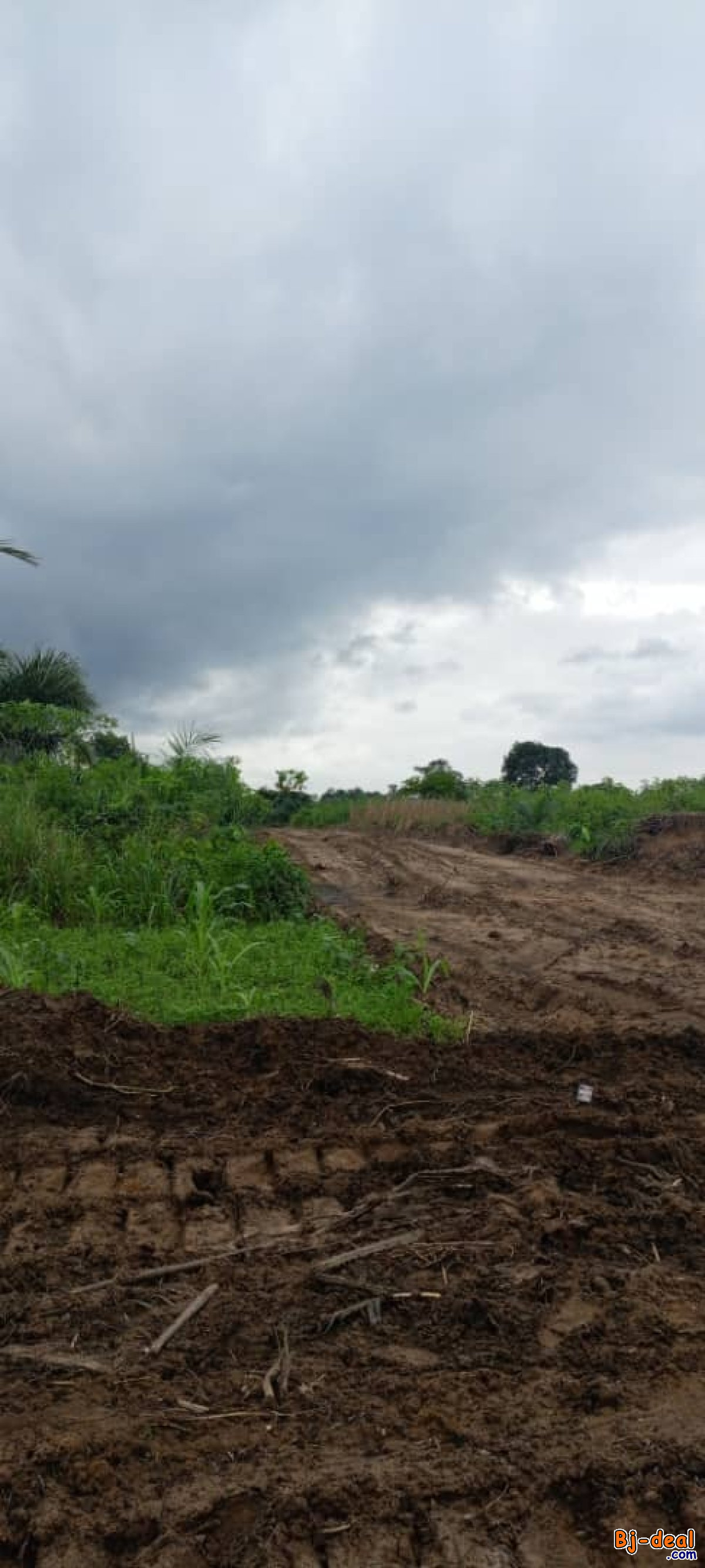 Main image of Terrains a vendre a Bekoko Bonaberi. Lotissement