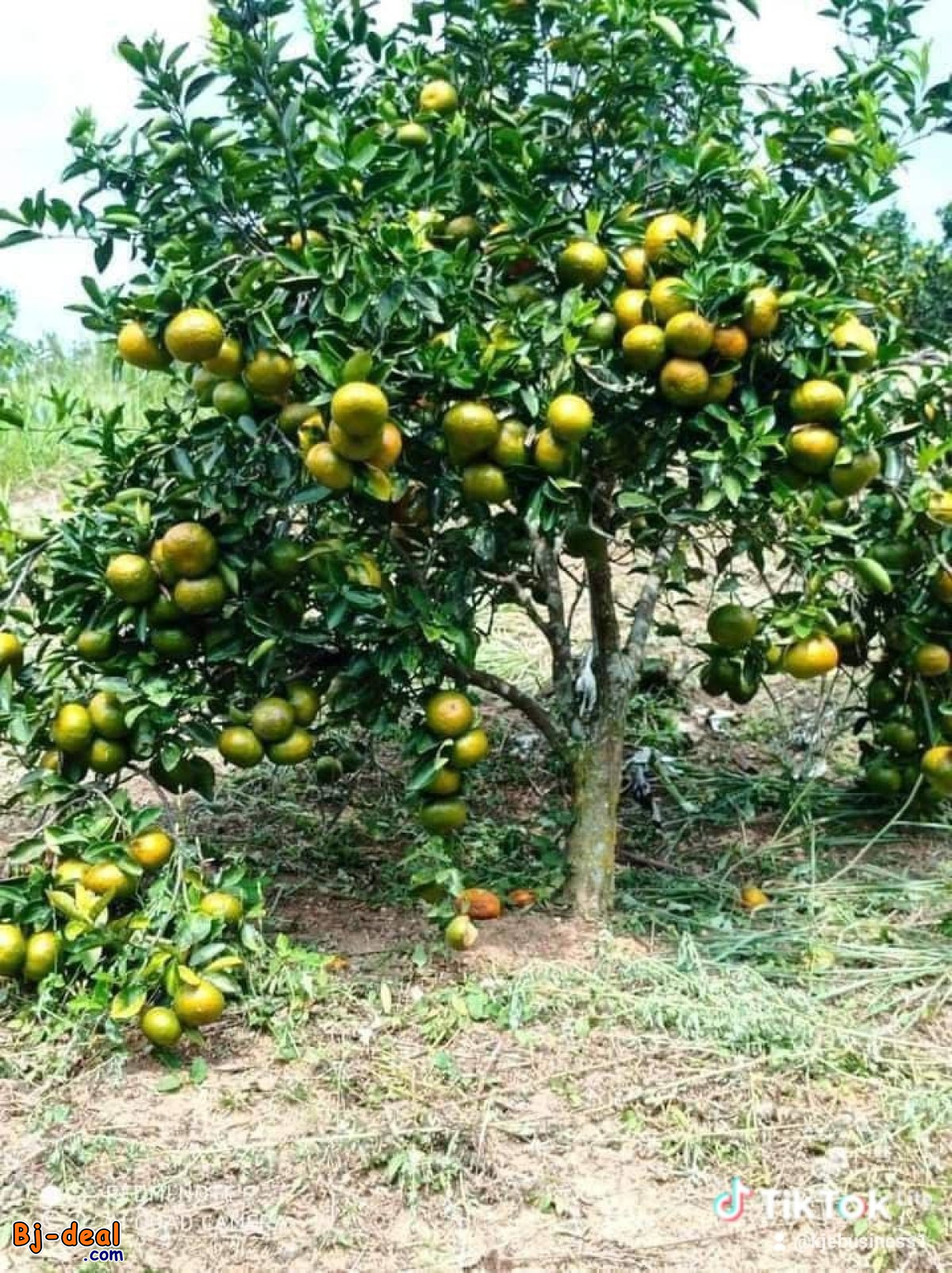 Main image of DES PLANTES SÉLECTIONNÉS ET GREFFÉS D&amp;#039;ARBRES FRUITIERS SONT A VENRE DANS LA VILLE DE YAOUNDÉ