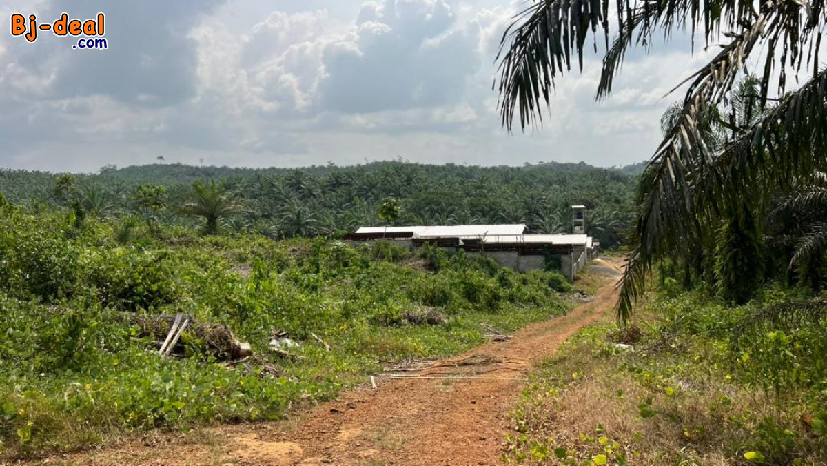 Image principale de Terrain titré à vendre à la Dibamba