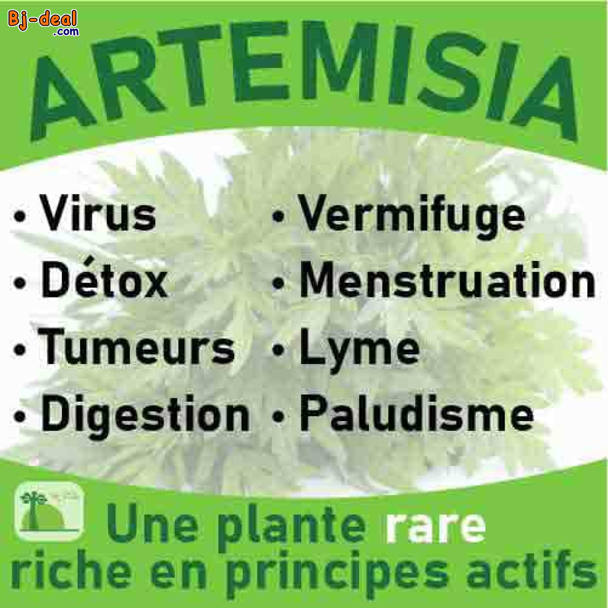 Main image of ARTEMESIA A INFUSETTES