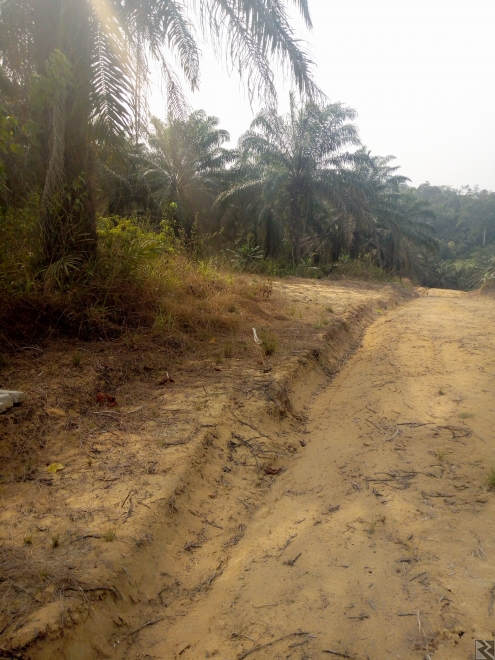 Main image of Terrains titrés