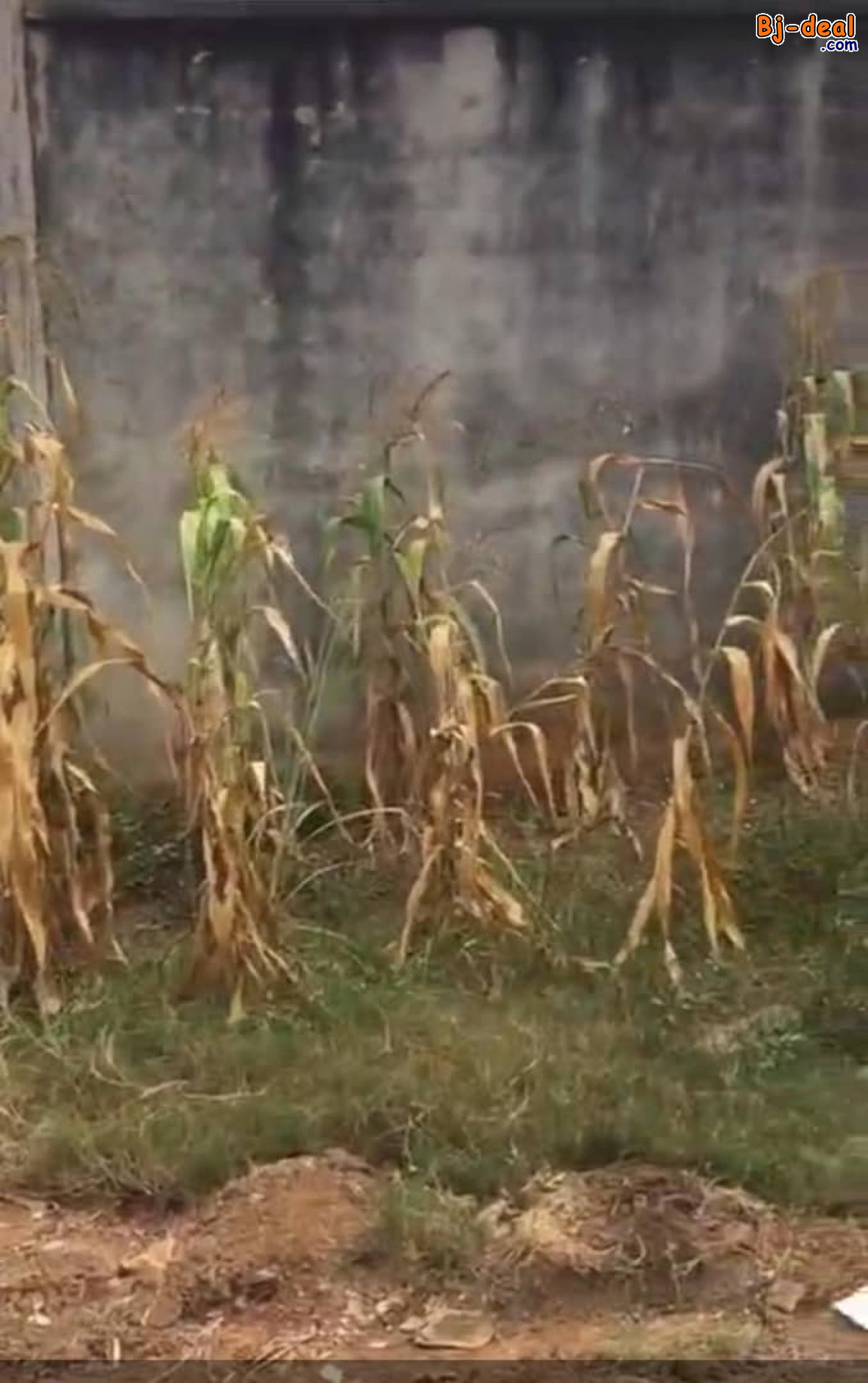 Image principale de Terrain Titré de 3000m² à vendre à Odza