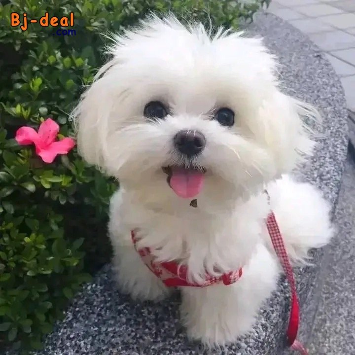 Main image of Mixed breed puppy for adoption