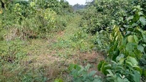 Image principale de Terrain à  vendre sur l'axe lourd Dla Ydè