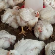 Image principale de Vente de poulets de chair