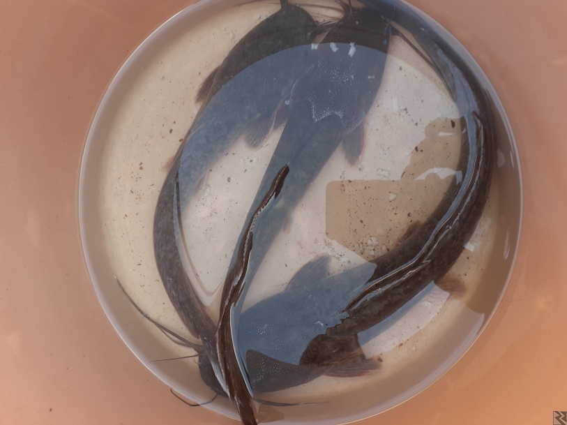 Image principale de Poissons silures d'eaux douces vivants