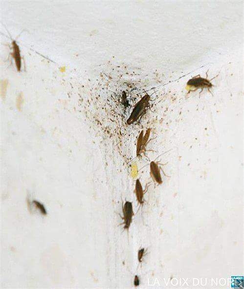 Image principale de DERATISATION DESINSECTISATION DESINSECTISATION