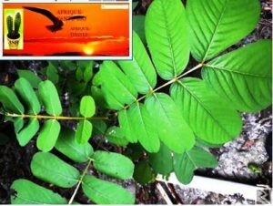 Main image of Remède pour tomber enceinte