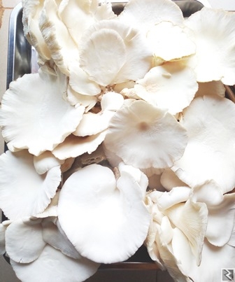 Image principale de VENTE DE CHAMPIGNONS PLEUROTES ET DES SEMENCES