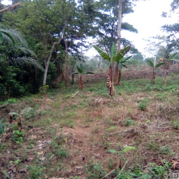 Main image of Terrain titré a vendre