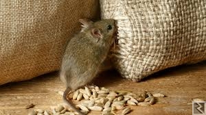 Main image of Offre de service