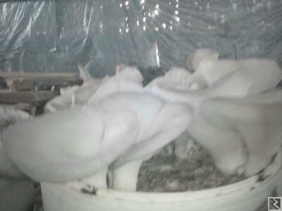 Image principale de Assistance Technique en Myciculture Biologique