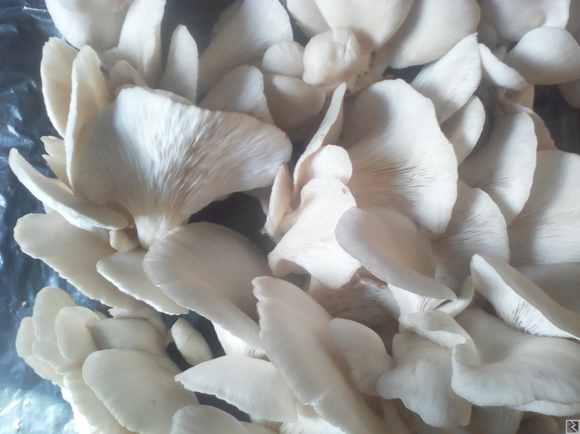 Image principale de vente champignon pleurote frais