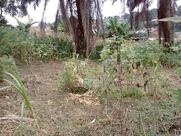 Image principale de Terrain  titré à  vendre à  Kondengui