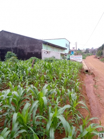 Image principale de Terrain titré de 500m2 a vendre a Mbalgon par Sim