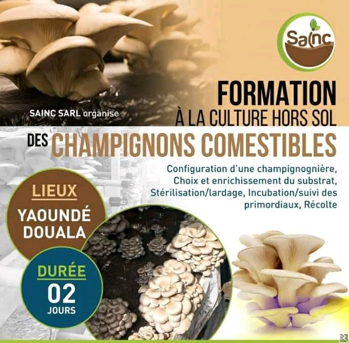 Image principale de VENTE DE SEMENCES DE CHAMPIGNON