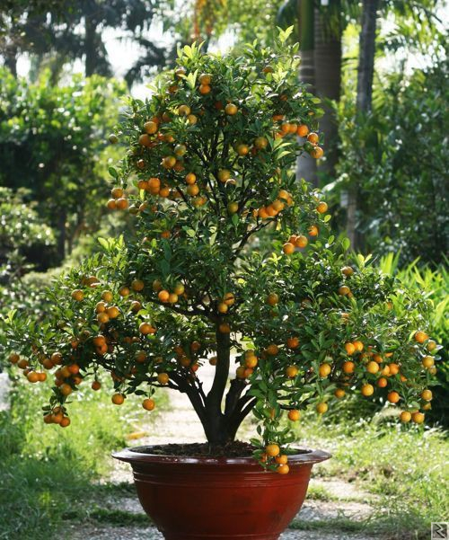 Image principale de Plants sélectionnez en vente à  Yaoundé