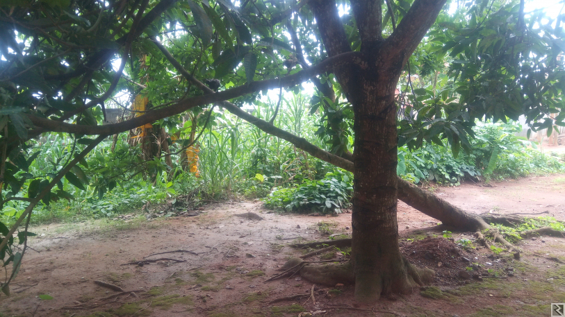 Image principale de TERRAIN COMMERCIAL 702m2  AVEC MAISON EN VENTE