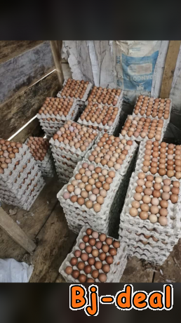 Image principale de Vente des œufs en gros et en détail