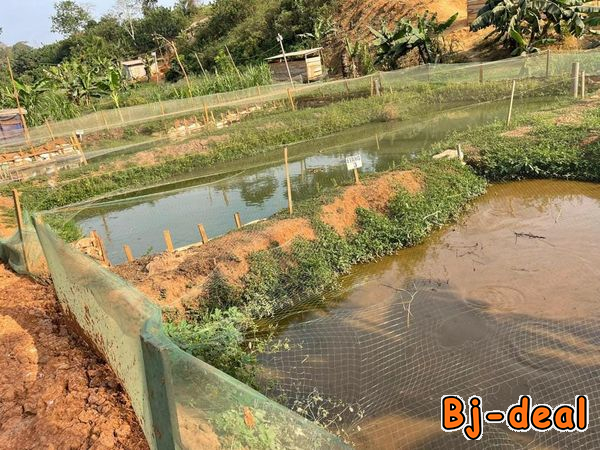 Image principale de Opportunité d'affaire fond de commerce d'élevage