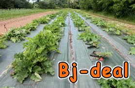 Image principale de Papier film de paillage plastique biodégradable