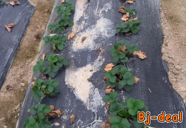 Image principale de Paillage biodégradable