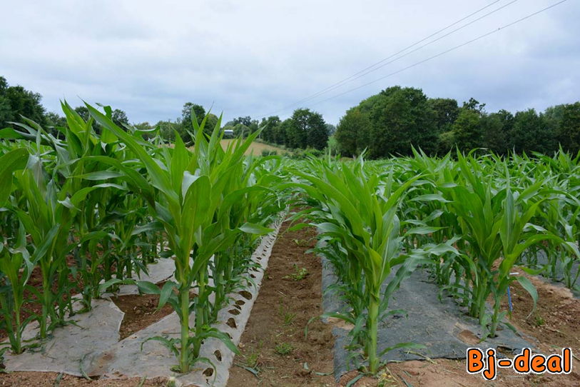 Image principale de Plastic mulch ou paillage plastique