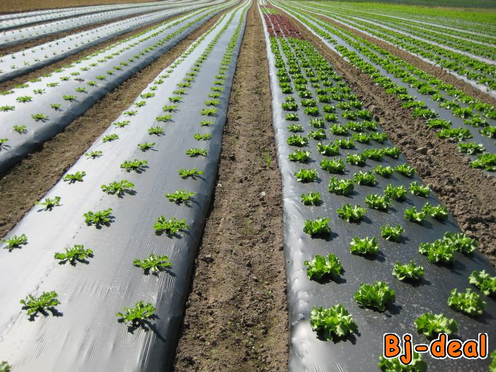 Image principale de paillage biodégradable