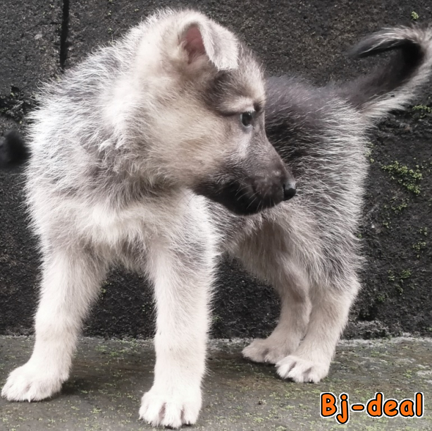 Main image of CHIOTS BERGERS ALLEMANDS PURE RACE