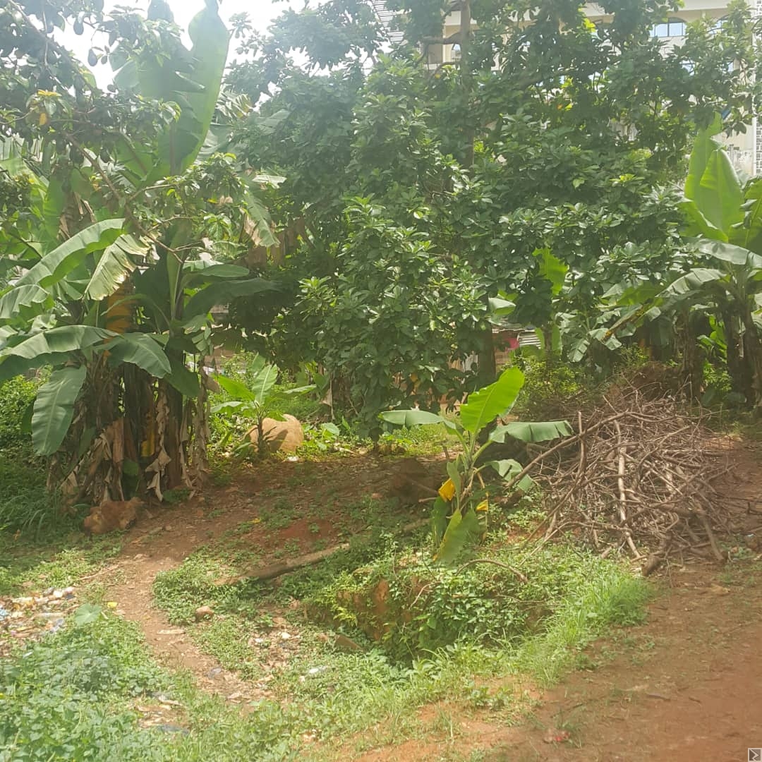 Main image of Terrain commercial titré à  vendre à  NLONGKAK