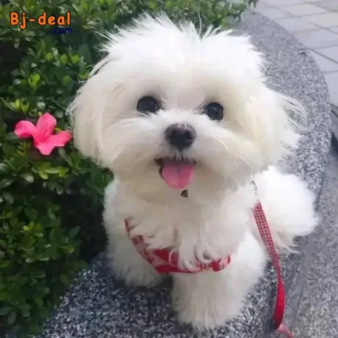 Main image — Mixed breed puppy for adoption